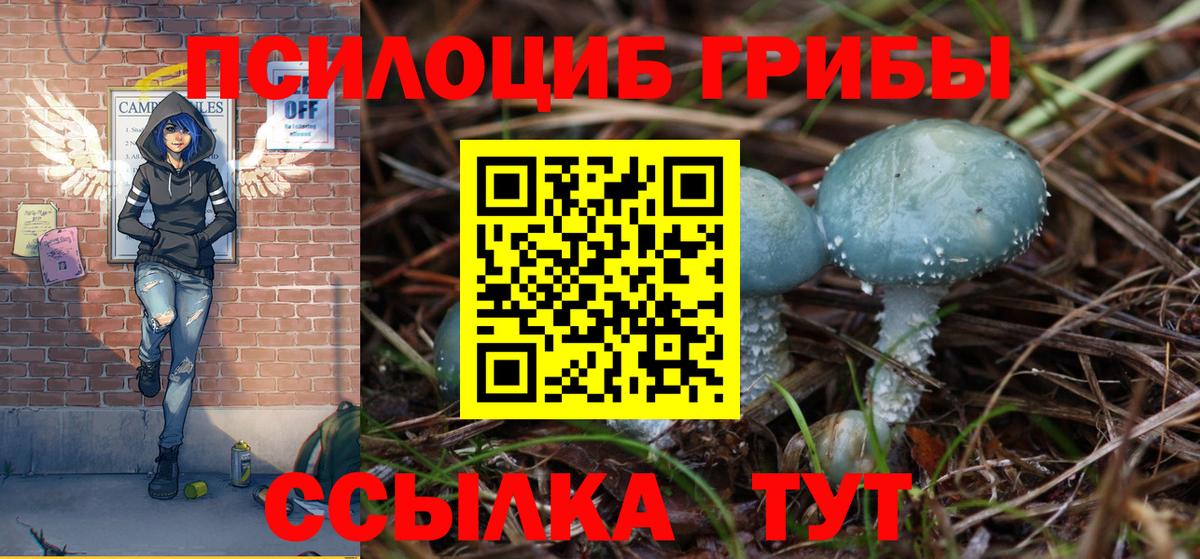 Торжок  Псилоцибиновые грибы Cubensis  Вход с VPN 